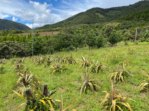 Piña de Oxapampa x unidad