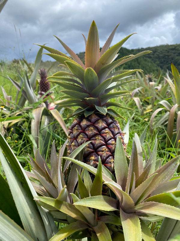 Piña de Oxapampa x unidad