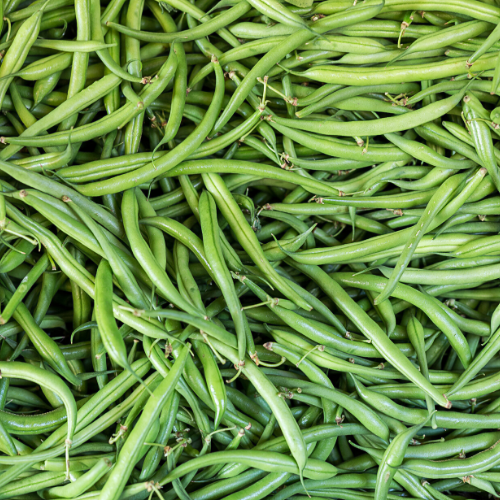 Vainita