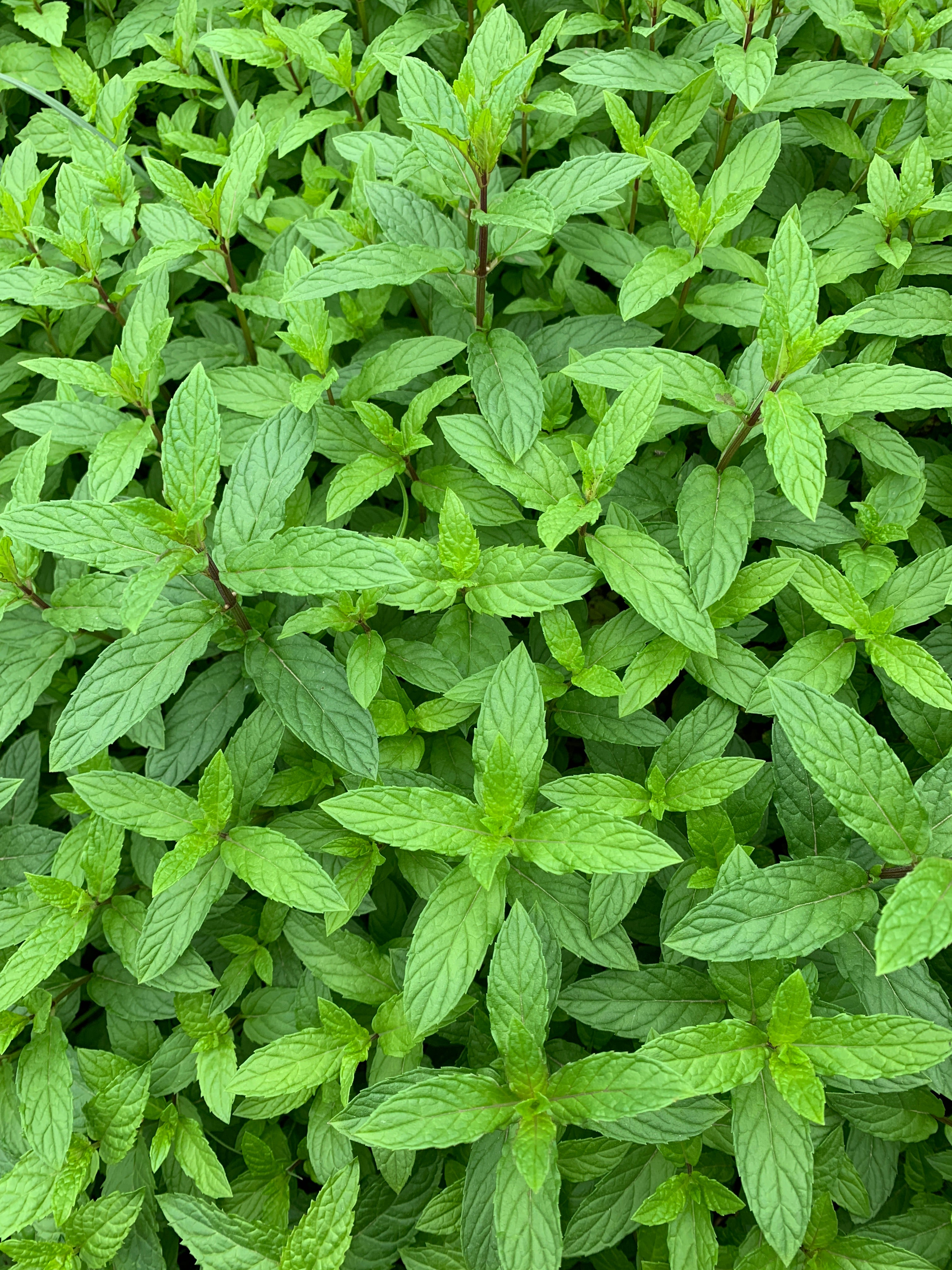 Menta Organica